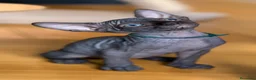 Sphynx gatos en venta: Sphynx pedigree - Anuncio 1