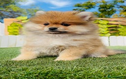 Pomerania perros en venta: POMERANIA MACHO - Imagen 20