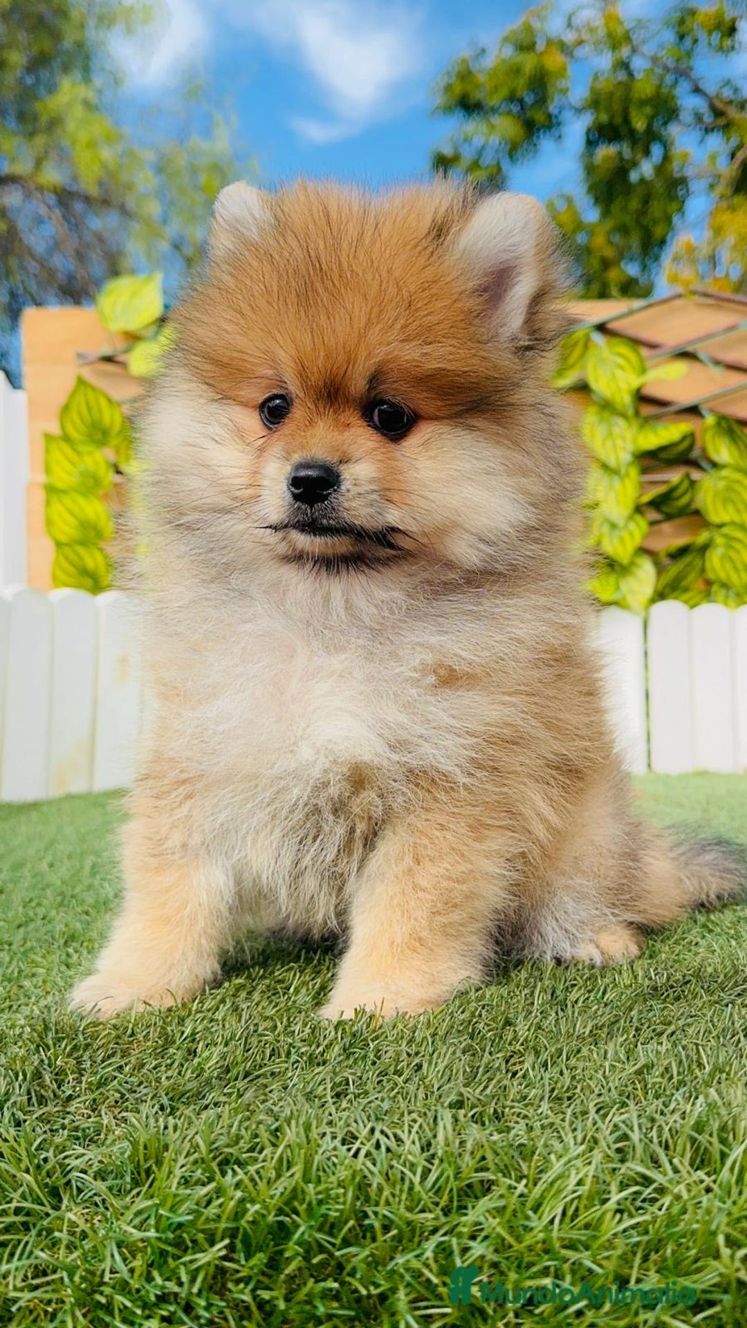 Pomerania perros en venta: POMERANIA MACHO - Imagen 20