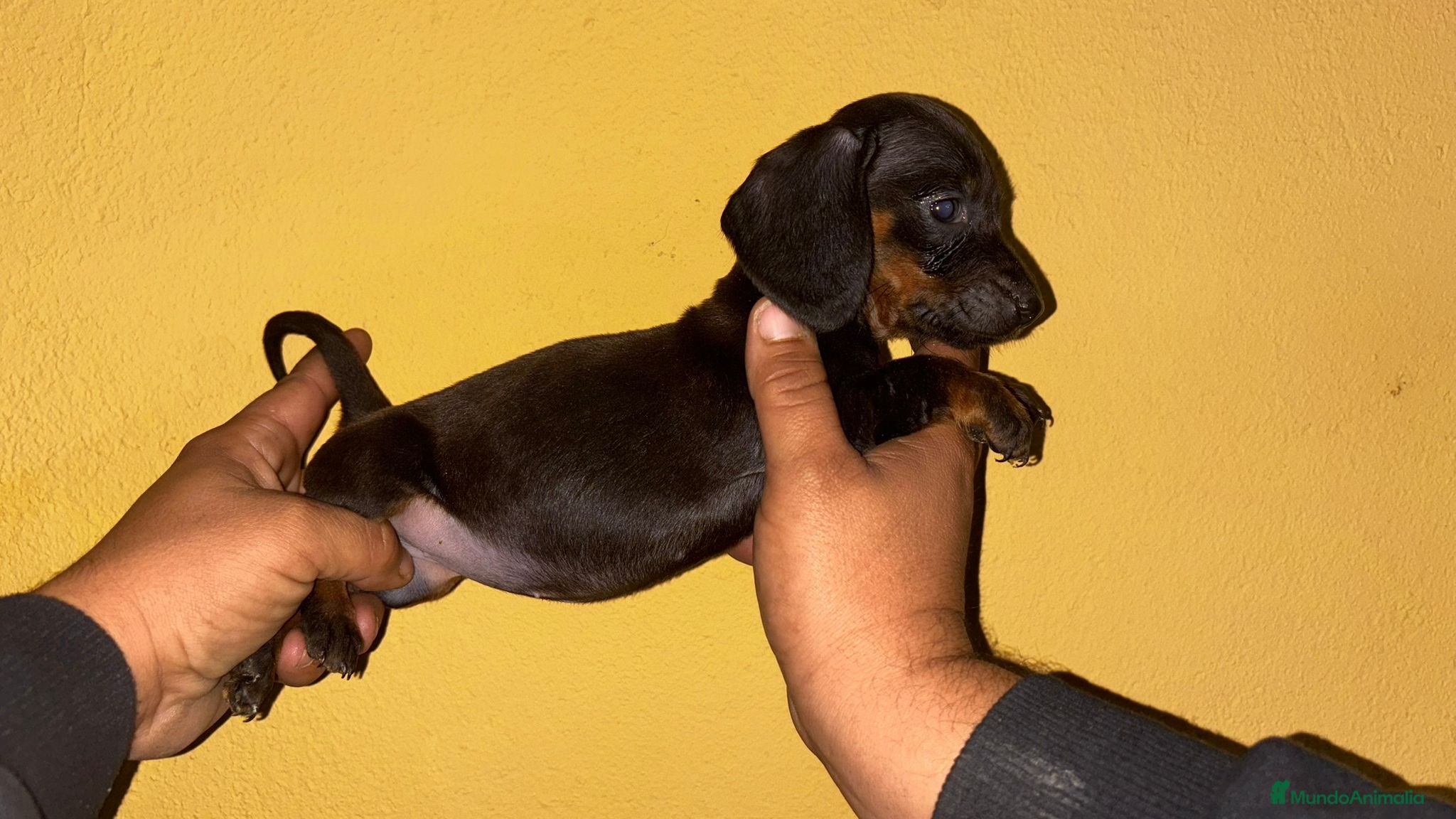 Teckel perros Teckels kaninchen  - Anuncio 18