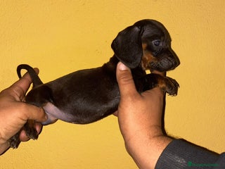 Teckel perros - Anuncio 3