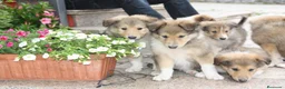 Border Collie perros en venta: Rough collie  - Anuncio 3