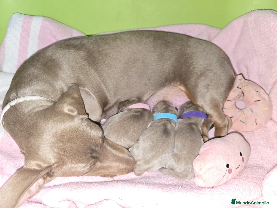 Teckel Miniatura perros en venta: Teckel mini - Anuncio 1