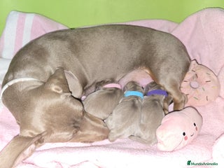 Teckel Miniatura perros Teckel mini - Anuncio 2