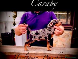 Pinscher Miniatura perros Caraby Harlequin Pinscher miniatura en Alicante - Anuncio 5