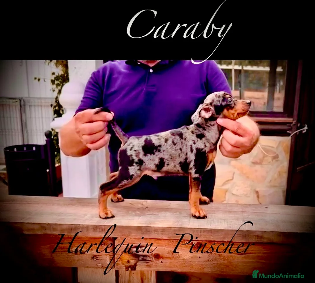 Pinscher Miniatura perros en venta: Caraby Harlequin Pinscher miniatura  en Alicante - Anuncio 1