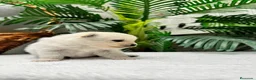 Pomerania perros en venta: POMERANIA  - Anuncio 4