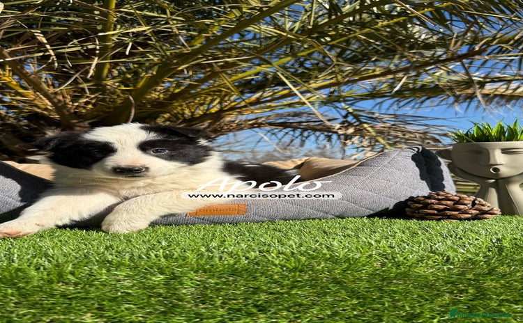 Border Collie perros - Propaganda 2