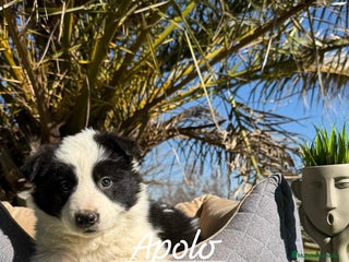 Border Collie perros - Anuncio 18