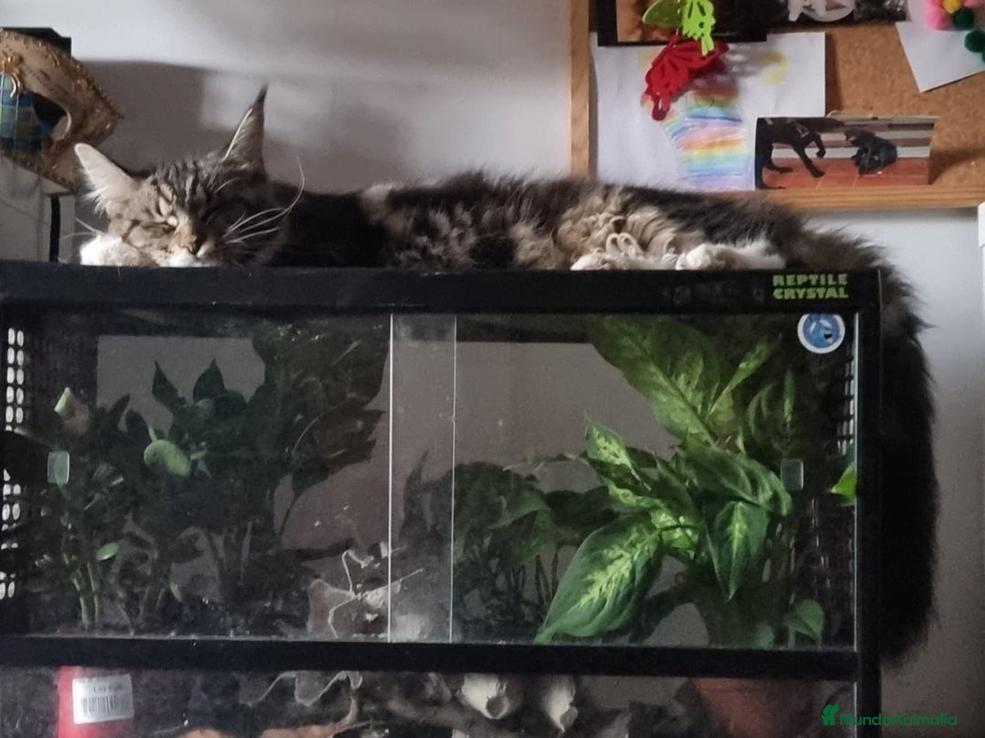 Maine Coon gatos en venta: Gatitos maine coon machitos - Anuncio 5