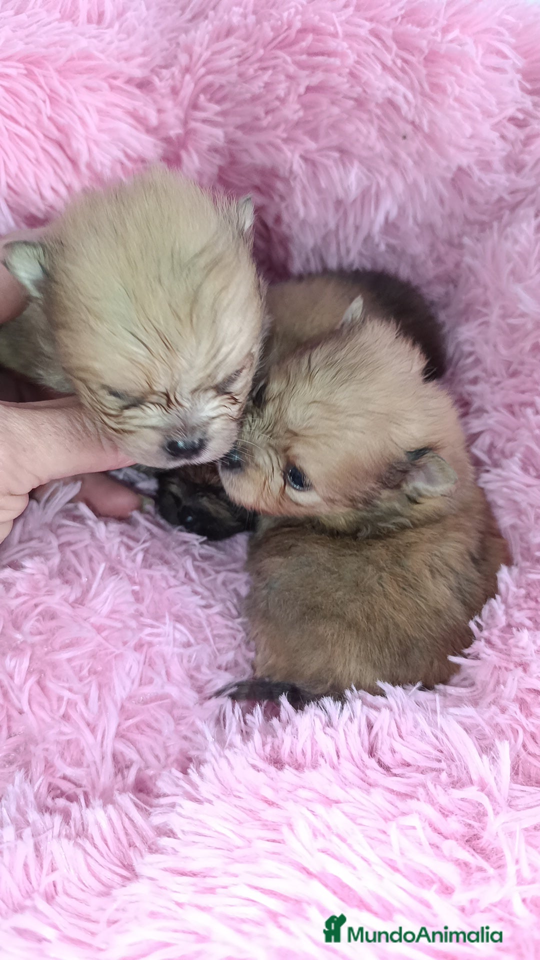 Pomerania perros en venta: Lulus Pomerania  - Anuncio 3