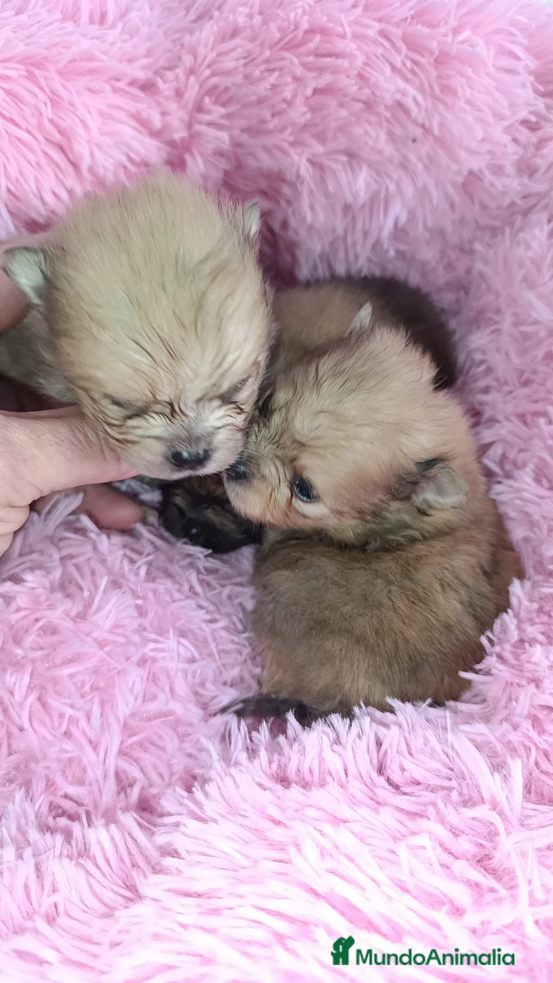 Pomerania perros en venta: Lulus Pomerania  - Anuncio 3