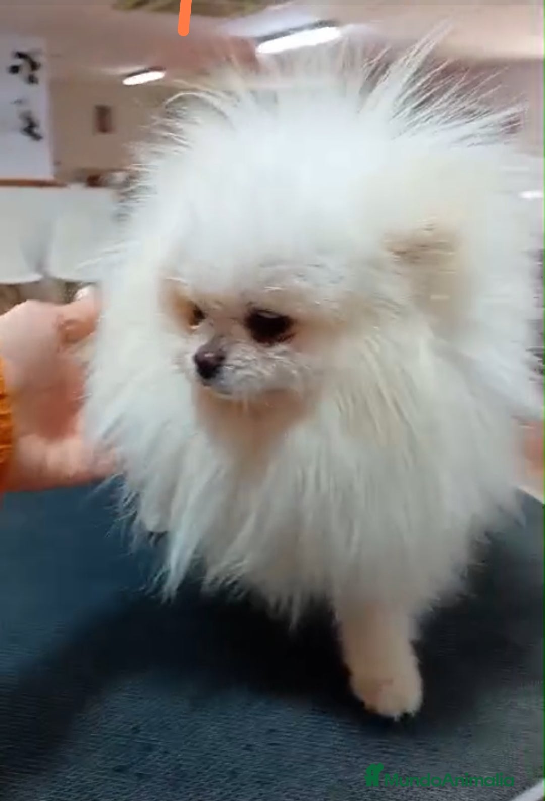 Pomerania perros en venta: Pomeranias toy  - Imagen 1