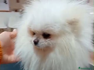 Pomerania perros - Anuncio 29