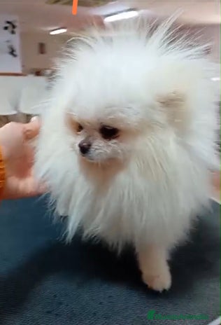 Pomerania perros - Anuncio 9