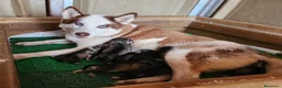 Husky Siberiano perros en venta: Husky rojo económico  - Anuncio 8