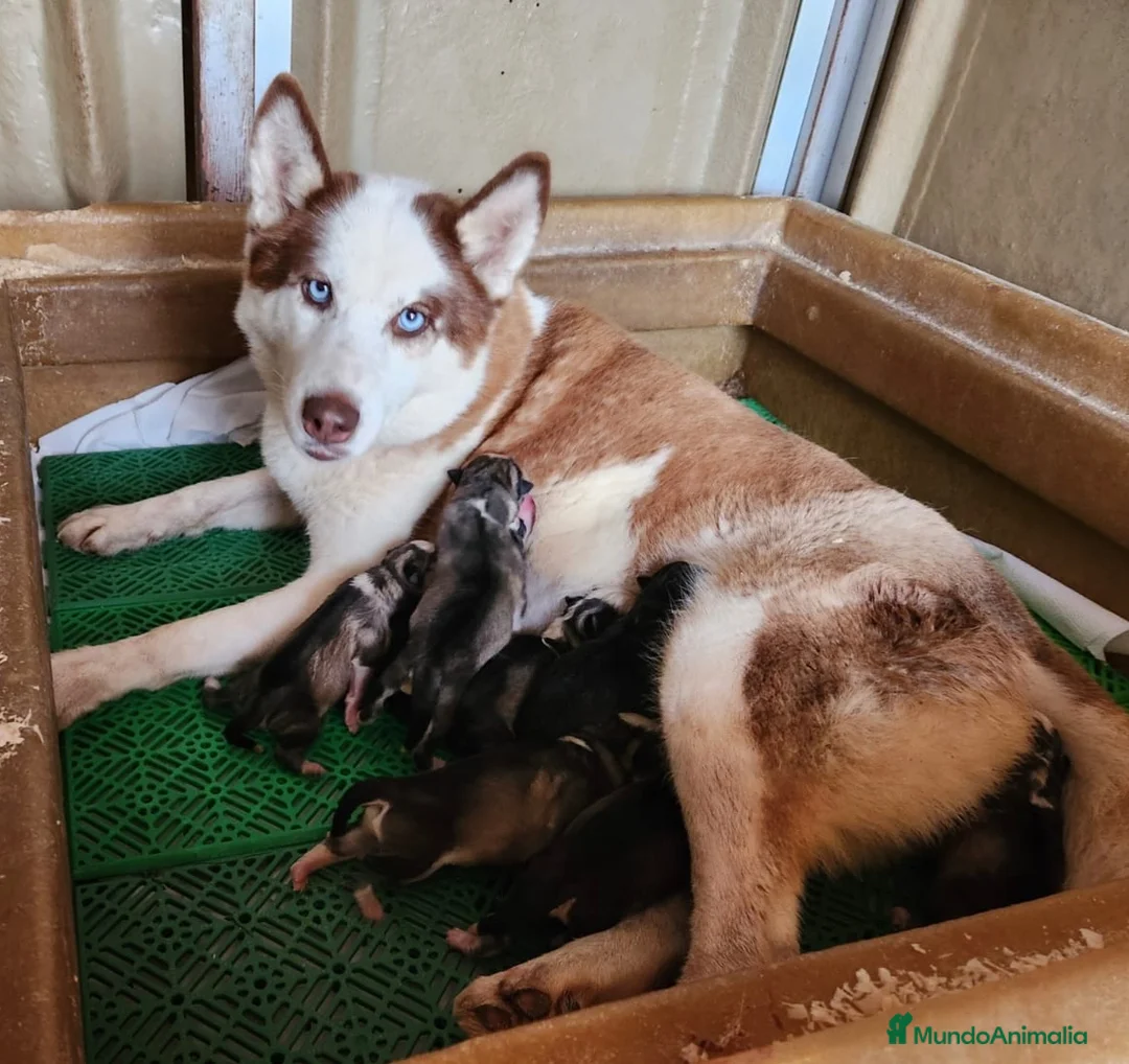 Husky Siberiano perros en venta: Husky rojo económico  - Anuncio 8