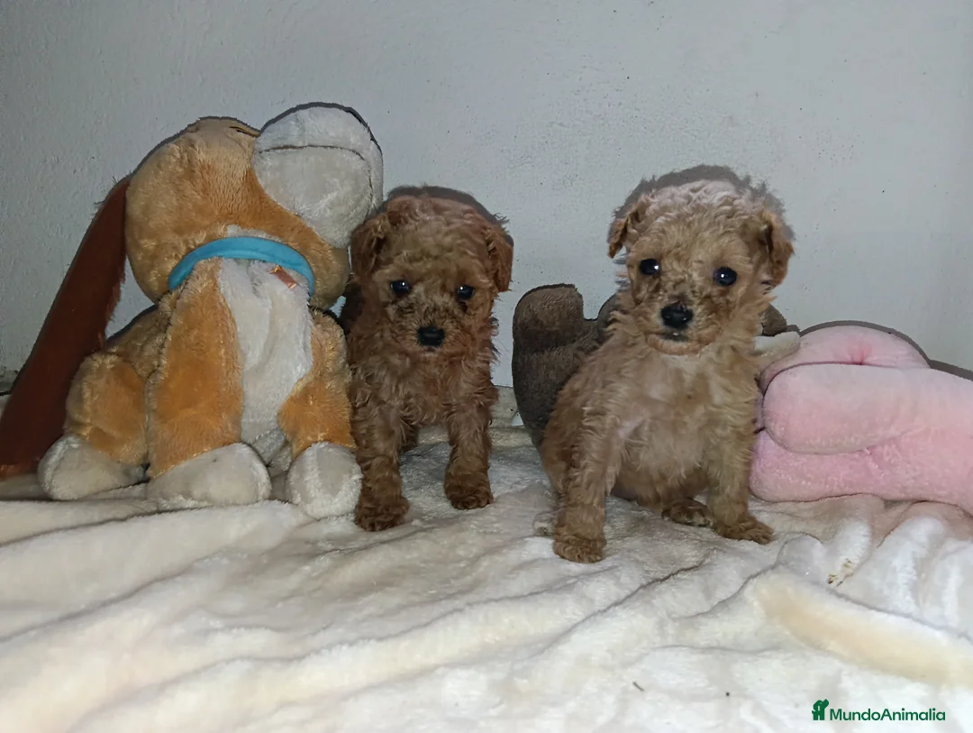 Caniche Toy perros en venta: Caniche toy - Anuncio 2