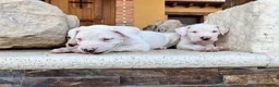 Dogo Argentino perros en venta: Dogos argentinos  en Segovia - Anuncio 8
