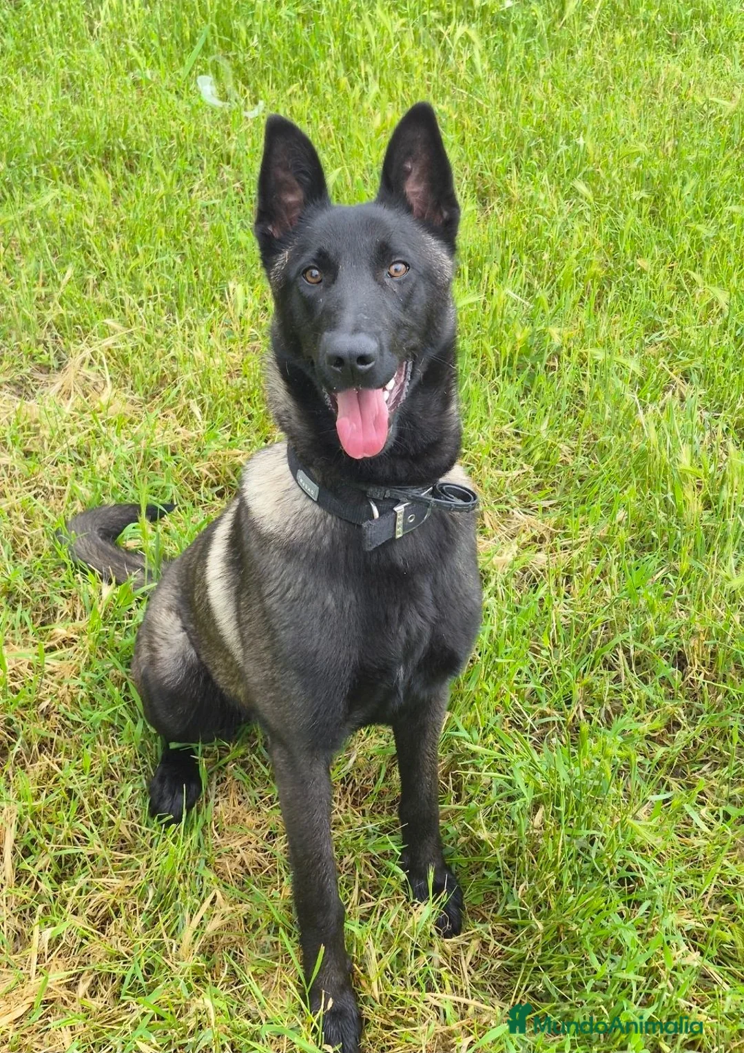 Pastor Belga Malinois perros en venta: Pastor belga melinoa XL maxima calidad - Anuncio 1
