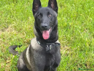 Pastor Belga Malinois perros Pastor belga melinoa NEGROS XL maxima calidad - Anuncio 1