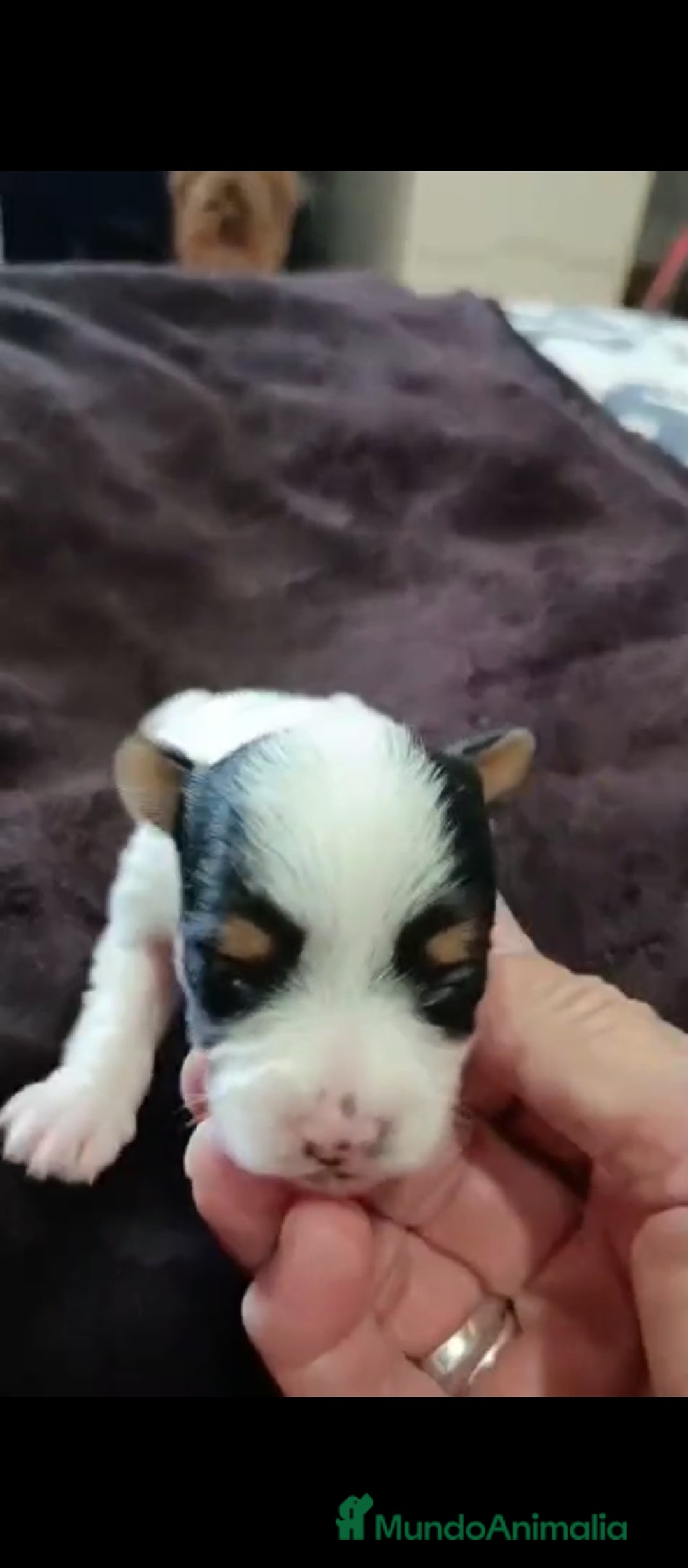 Biewer Yorkshire Terrier a la Pom Pon perros en venta: Yorkshire biewer toy  - Anuncio 5