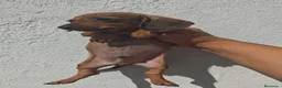 Teckel Miniatura perros en venta: Bebés teckel miniatura - Anuncio 4