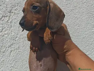 Teckel Miniatura perros Bebés teckel miniatura - Anuncio 1