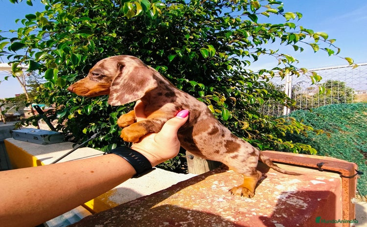 Teckel Miniatura perros - Propaganda 1
