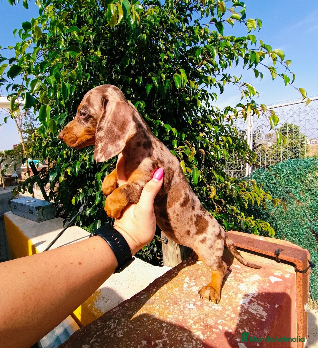 Teckel Miniatura perros en venta: Arlequín chocolate  - Imagen 1