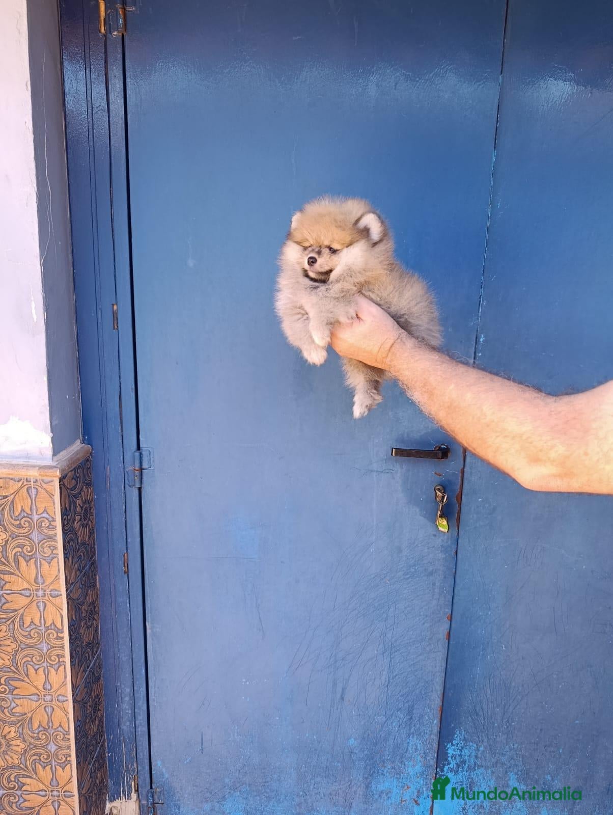 Pomerania perros Macho pomerania osito - Anuncio 1