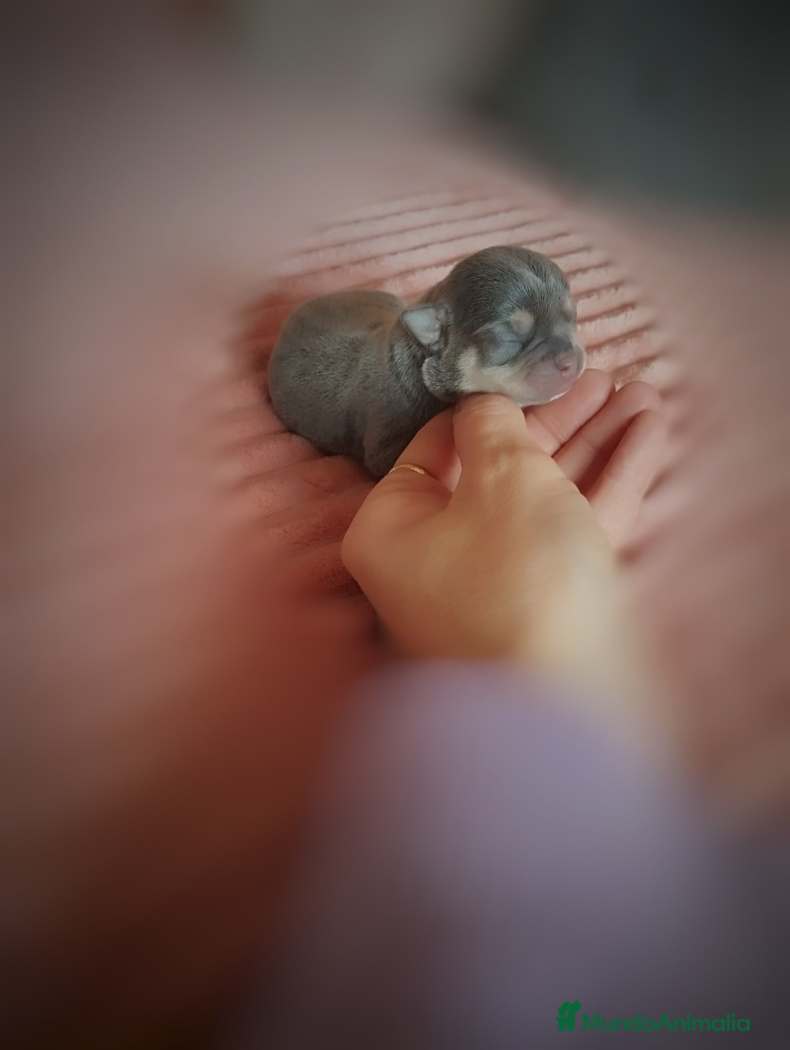 Chihuahua perros Chihuahua en Sevilla - Anuncio 36