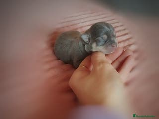 Chihuahua perros Chihuahua en Sevilla - Anuncio 31