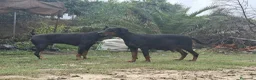 Dobermann perros en venta: Doberman  - Anuncio 9