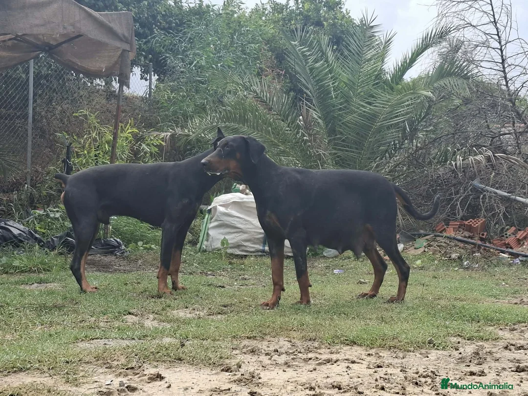 Dobermann perros en venta: Doberman  - Anuncio 9