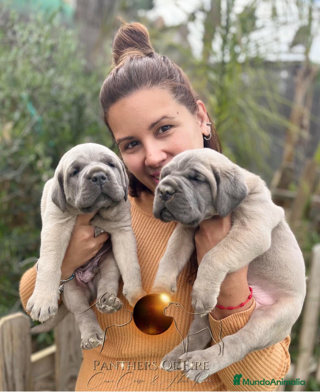 Cane Corso perros Cane Corso (cachorros) - Anuncio 1
