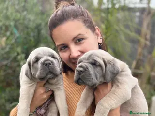 Cane Corso perros Cane Corso (cachorros) - Anuncio 1