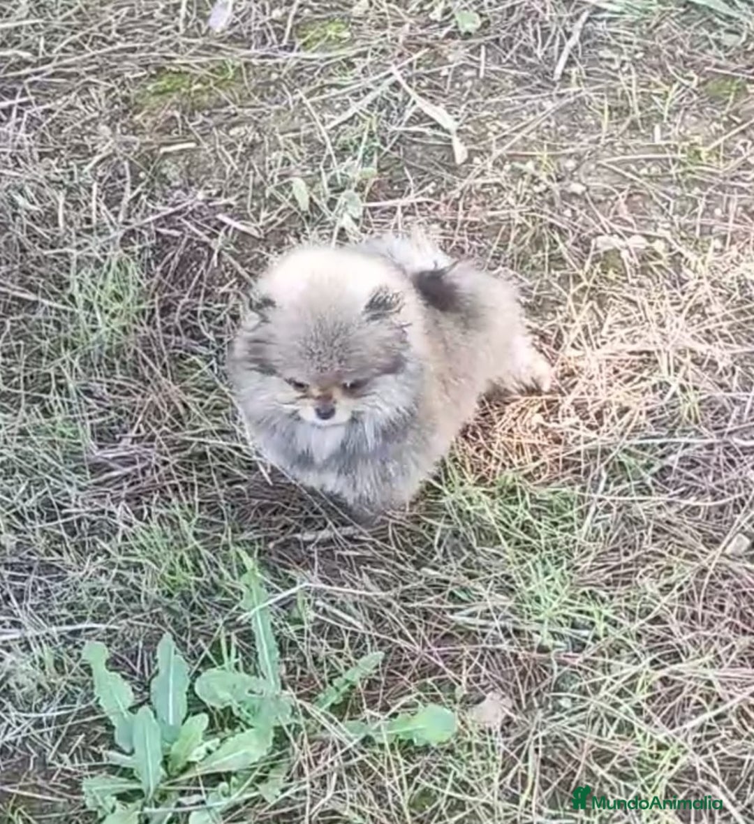 Pomerania perros en venta: POMERANIA EN MINIATURA - Anuncio 1