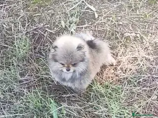 Pomerania perros POMERANIA EN MINIATURA - Anuncio 15