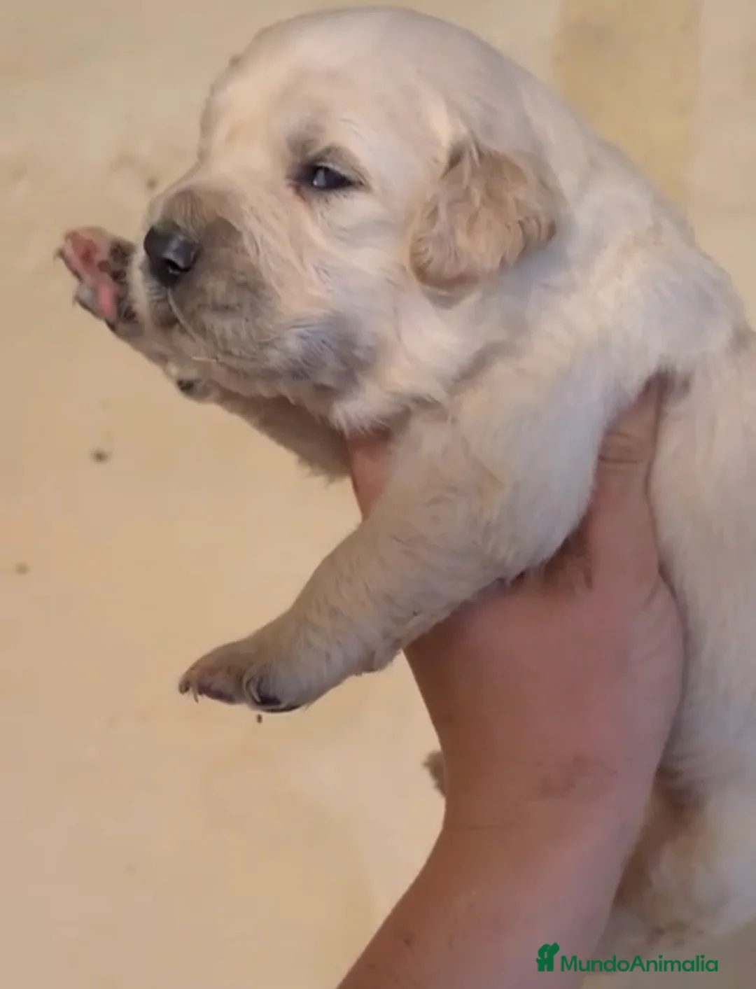 Golden Retriever perros en venta: Golden retriever macho - Anuncio 3