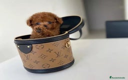 Caniche Toy perros en venta: Pequeños caniche tacita de té ☕️  - Imagen 2