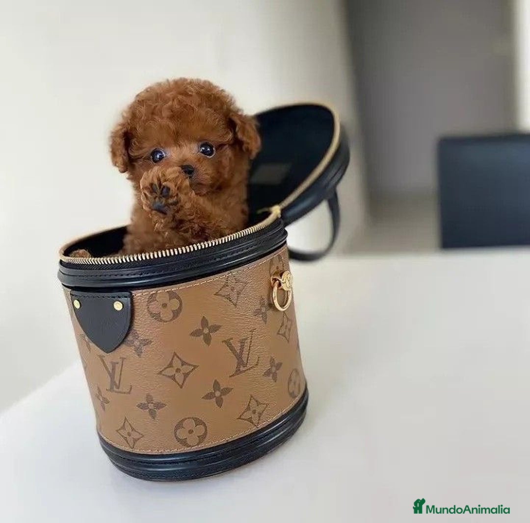 Caniche Toy perros en venta: Pequeños caniche tacita de té ☕️  - Imagen 2