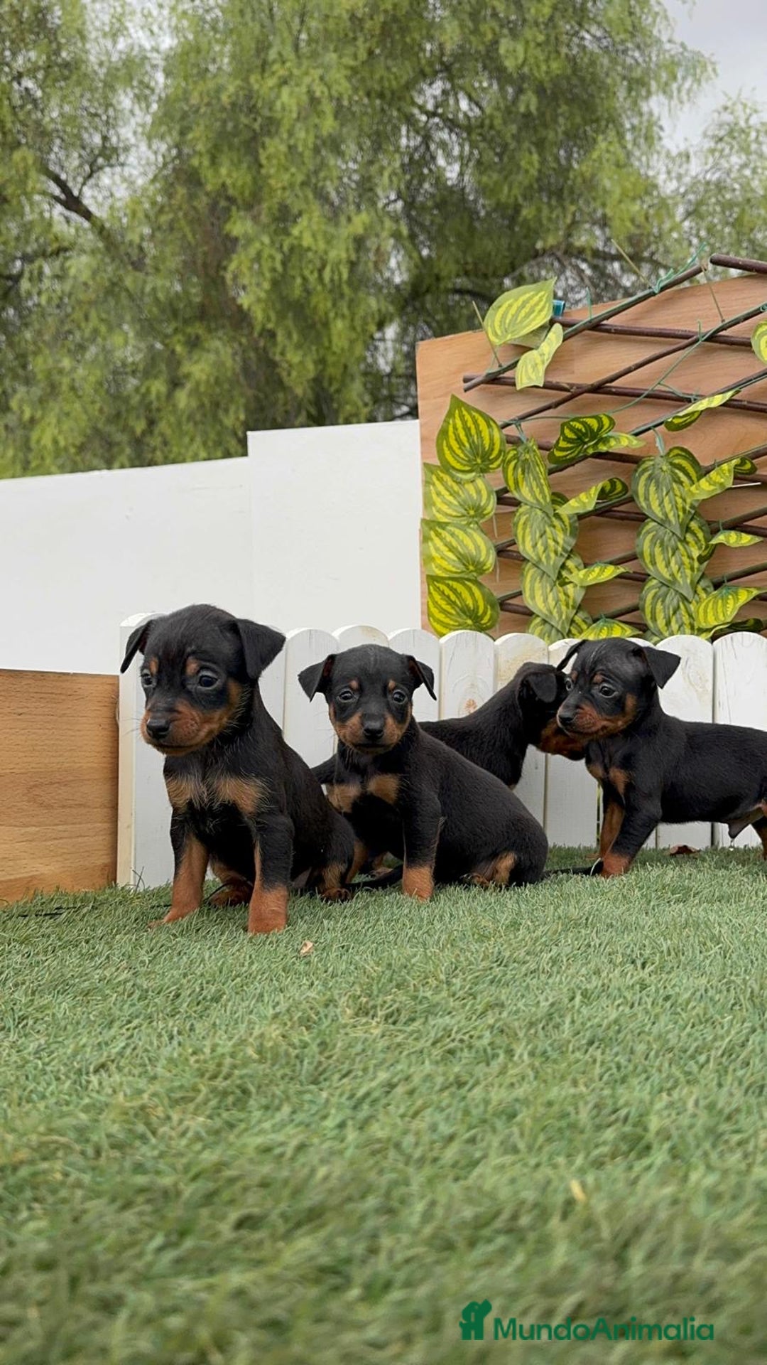 Pinscher Miniatura perros en venta: Pinscher - Imagen 13