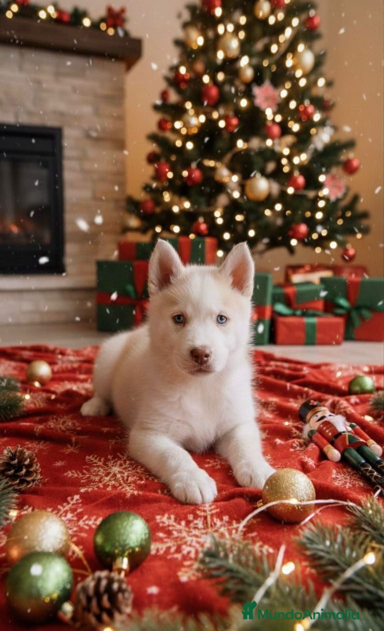 Husky Siberiano perros Husky siberiano  - Anuncio 18