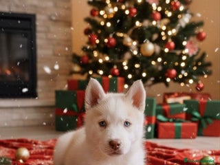 Husky Siberiano perros Husky siberiano - Anuncio 2