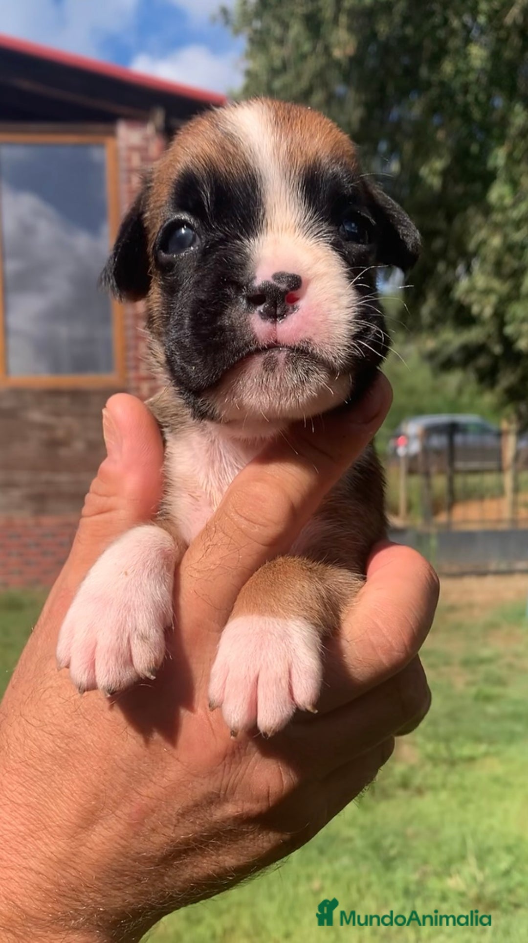 Boxer perros en venta: Cachorros BOXER - Imagen 4
