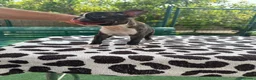 Boston Terrier perros en venta: Cachorro boston terrier  - Anuncio 2