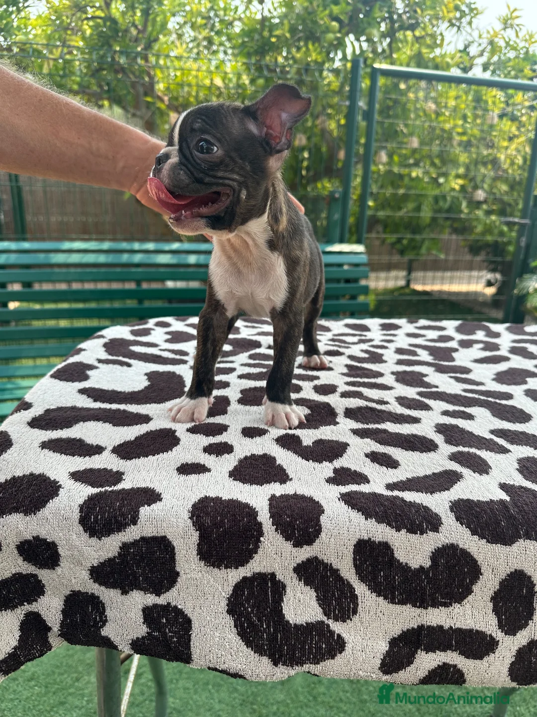Boston Terrier perros en venta: Cachorro boston terrier  - Anuncio 2