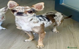 Chihuahua perros en venta: Chihuahuas mis nuevos pequeños - Imagen 9
