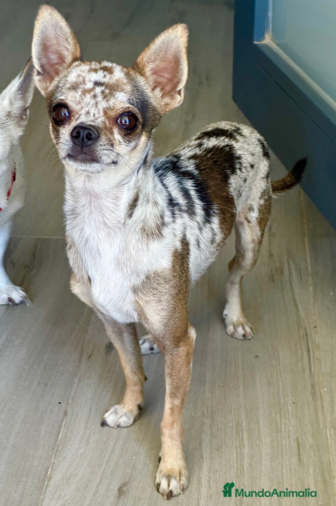 Chihuahua perros en venta: Chihuahuas mis nuevos pequeños - Imagen 9
